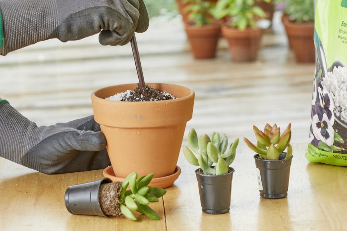 Un jardinier portant des gants mélange de la perlite dans un pot en terre cuite, avec des plantes succulentes à proximité.