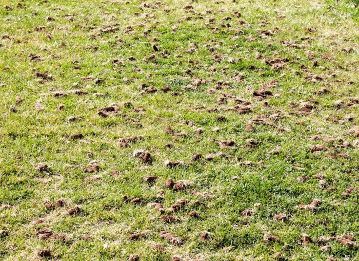 Les meilleures choses que vous pouvez faire pour votre pelouse