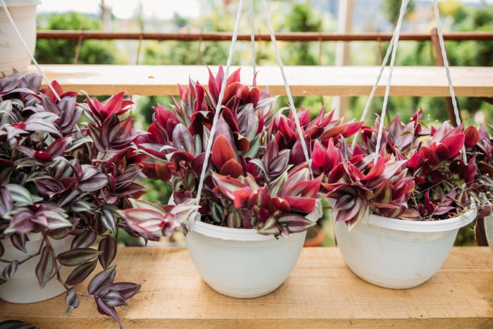 iStock-1440766545 les plantes d'intérieur les plus difficiles à maintenir en vie trois plantes en pot de quelques centimètres près de la fenêtre