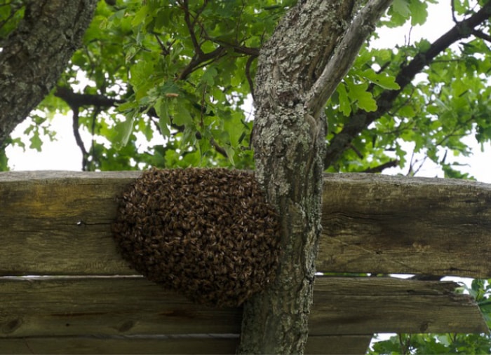 essaim d'abeilles dans un arbre