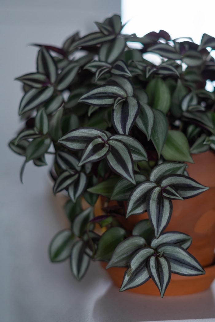 Une plante verte et violette pousse dans une grande jardinière en terre cuite.