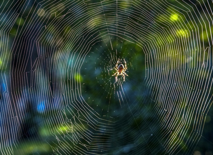 20 conseils pour éloigner toutes les bestioles de votre cour et de votre jardin