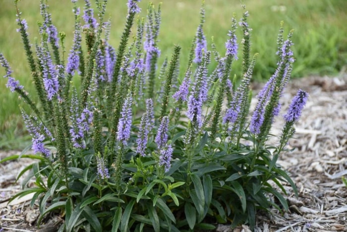 Verveine veronica dans le jardin