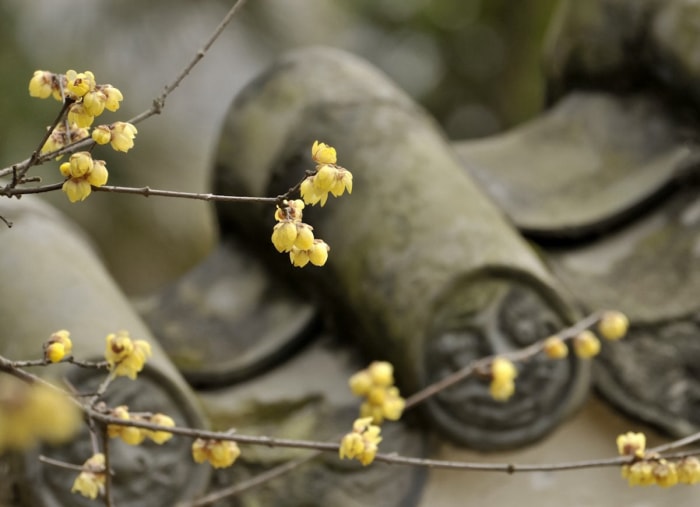 Les 15 pires plantes envahissantes d'Amérique