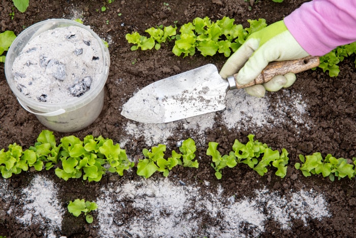 comment nettoyer une cheminée jardinier pelletant des cendres dans le sol à partir d'un seau