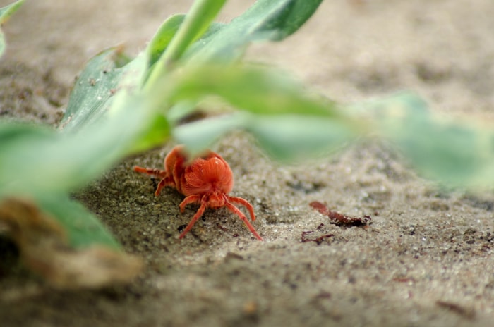 Acarien du trèfle rouge rampant sur la terre près d'une plante.