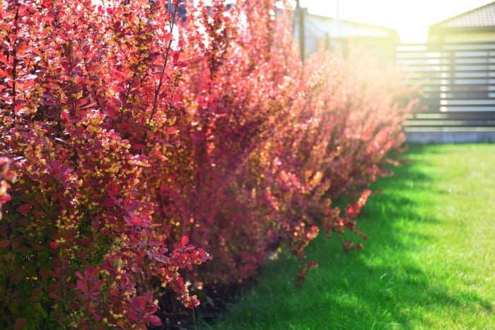 iStock-1151830976 plantes épineuses buissons d'épine-vinette à l'extérieur de la maison