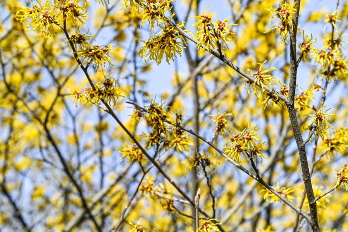 Plusieurs branches d'hamamélis avec des fleurs de pétales jaunes filandreux.