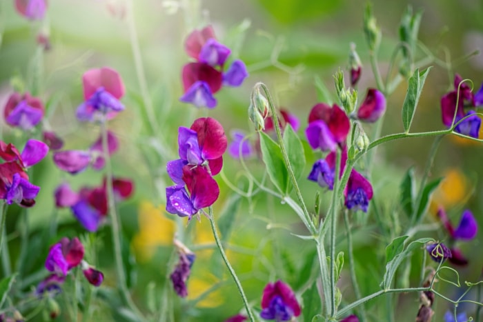 Fleurs de pois de senteur aux pétales roses et violets.