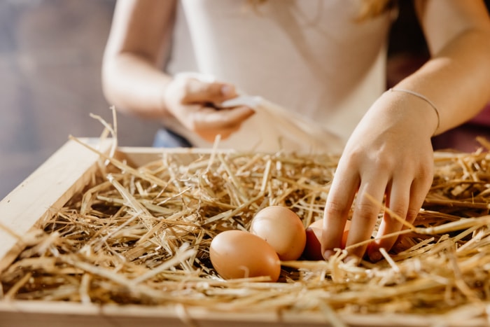 iStock-1407472164 prix des œufs élevage de poules agricultrice ramassant des œufs de poule dans le foin