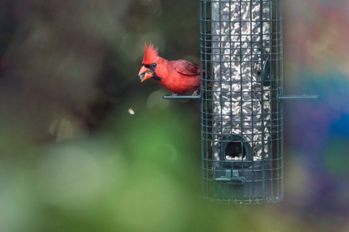 comment attirer les cardinaux