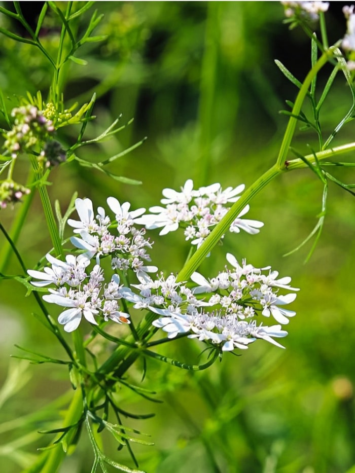 10 façons de rendre votre jardin plus propice aux abeilles