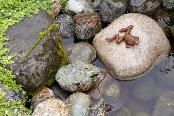 Grenouille assise sur des pierres dans un petit plan d'eau.