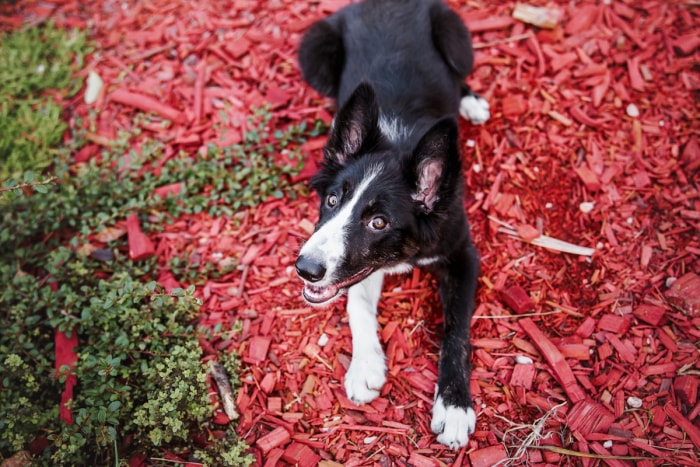 Chiot Border Collie debout dans une zone paillée.