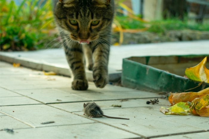 animaux nuisibles