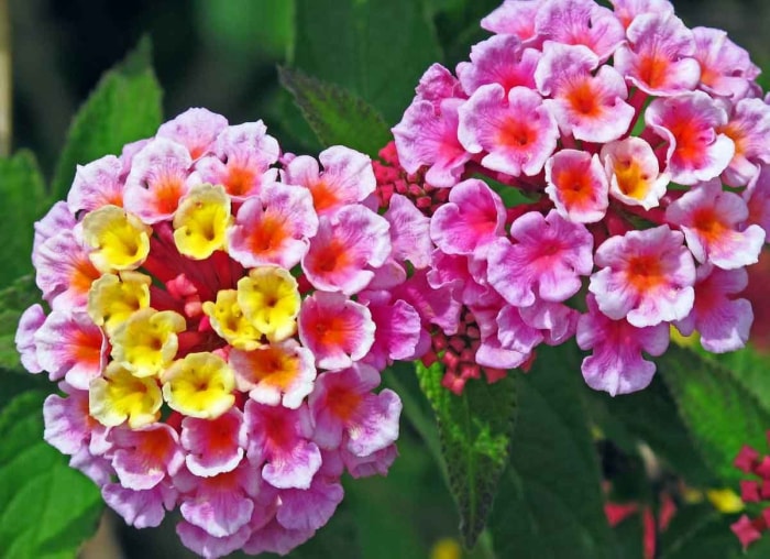 14 fleurs durables pour votre jardin