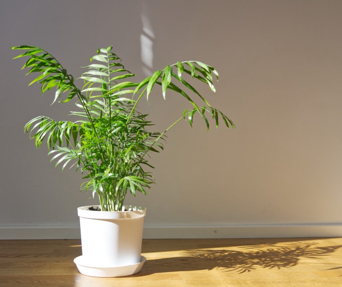 Chamaedorea elegans en pot. Palmier de salon ensoleillé. Plante tropicale sur le sol