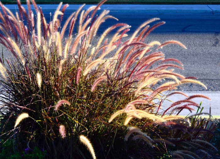 Les meilleures plantes en pot pour le plein soleil