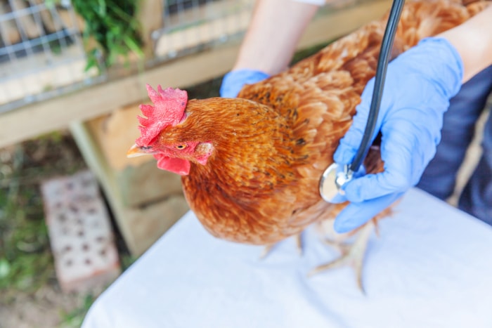 iStock-1313496160 prix des œufs élevage de poules examen des poules malades