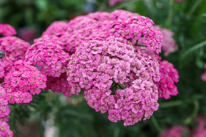 Plante d'achillée avec une grande grappe de fleurs roses.