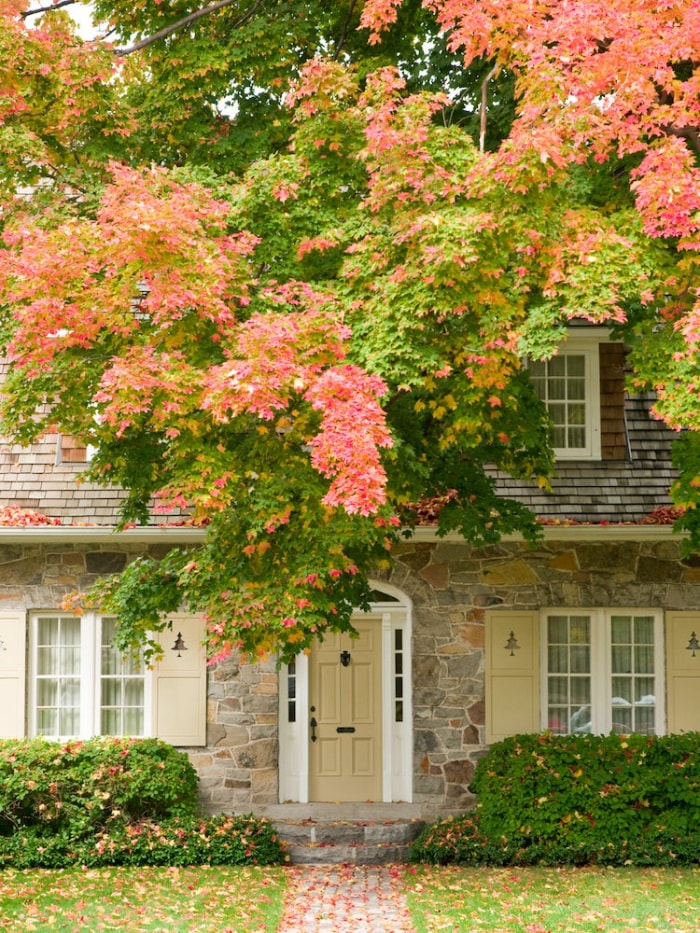 Les meilleurs arbres à planter pour le feuillage d'automne