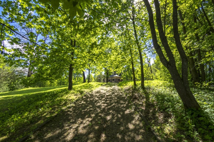 10 signes indiquant qu'un arbre dans votre jardin doit être abattu