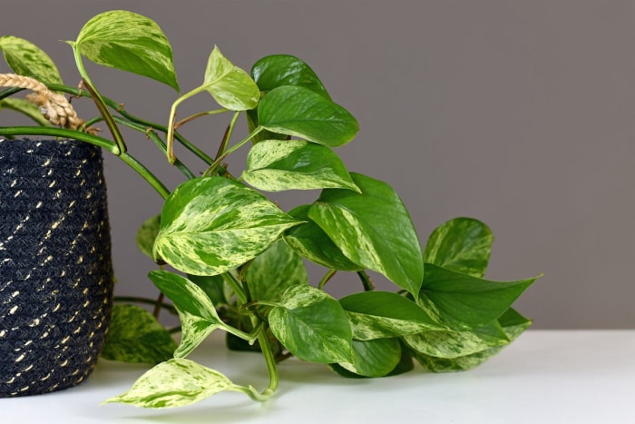 10 variétés de pothos pour votre collection de plantes d'intérieur faciles à entretenir