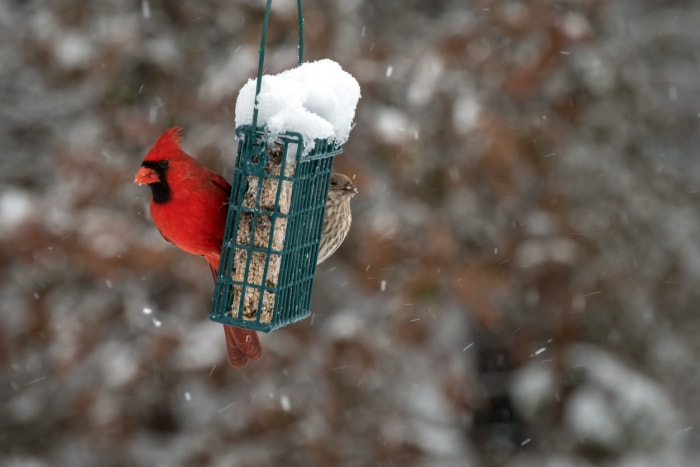 Nourrir les oiseaux en hiver