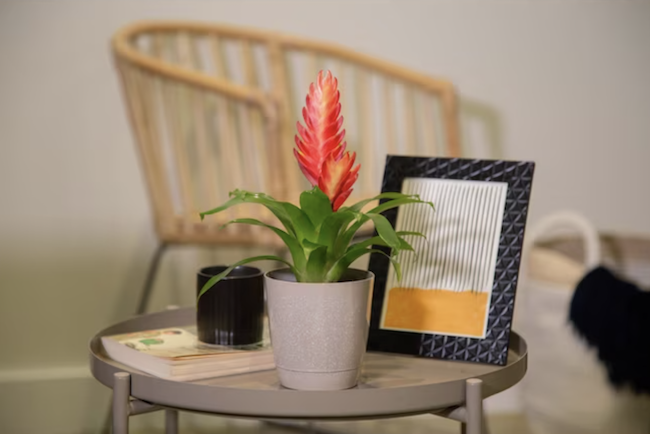 plantes d'intérieur-bromélia-poussière-plante-en-pot-sur-table-de-café-avec-collection-de-décor