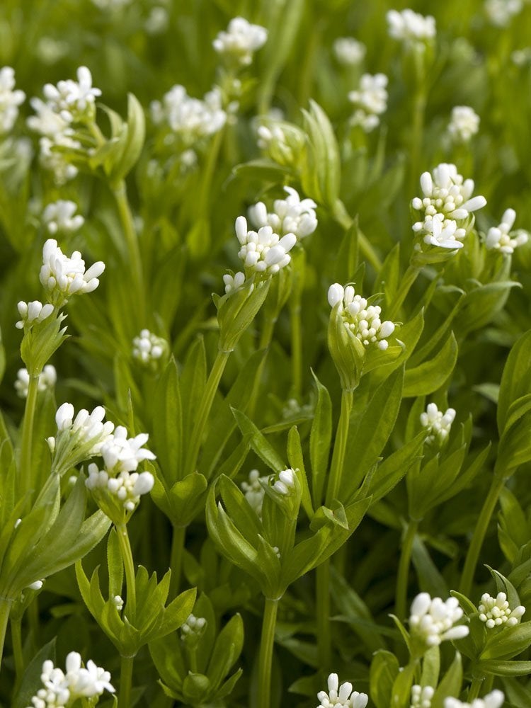 39 plantes que vous allez adorer si vous détestez les travaux de jardinage d'automne