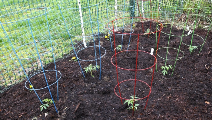 Cages à tomates colorées avec jeunes plantations au début du printemps. Horizontal.-Pour plus d'images de printemps, cliquez ici. PRINTEMPS