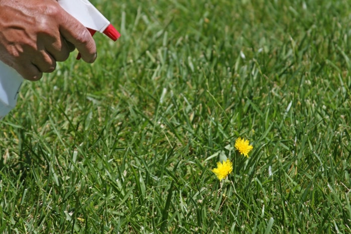 vue rapprochée d'une main tenant un vaporisateur et pulvérisant de l'eau de Javel sur une mauvaise herbe de pissenlit sur l'herbe verte