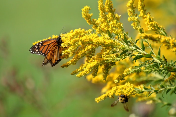 Un papillon monarque usé par le voyage se nourrit d'une verge d'or en pleine floraison par une chaude matinée d'automne.