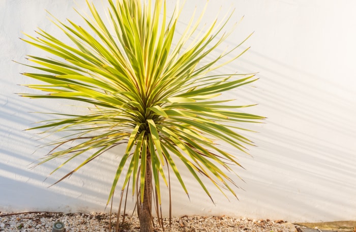 Gros plan d'une plante de yucca dans un jardin extérieur avec les ombres du soleil de l'après-midi.