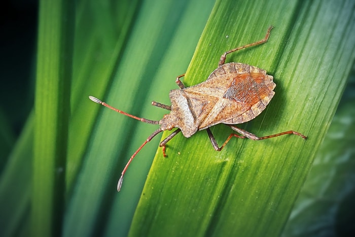 Punaise puante sur une feuille.