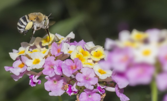 types d'abeilles - abeille myrtille