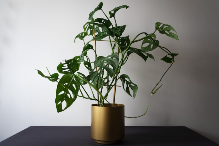 soins du monstera