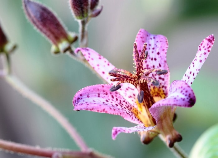 20 fleurs audacieuses et magnifiques qui fleurissent en automne