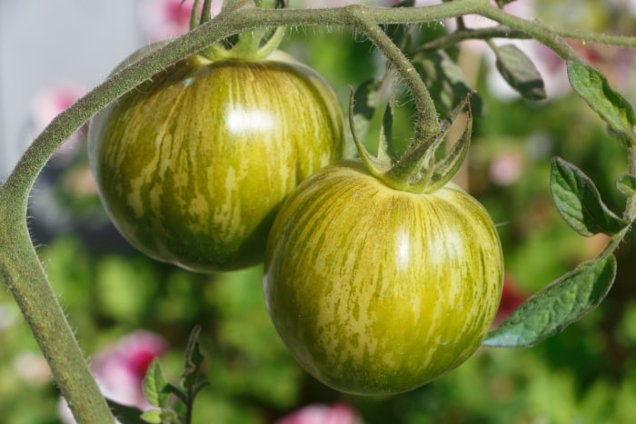 types de tomates - tomates zébrées vertes