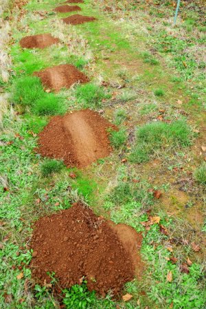 Comment se débarrasser des spermophiles - Backyard Mounds