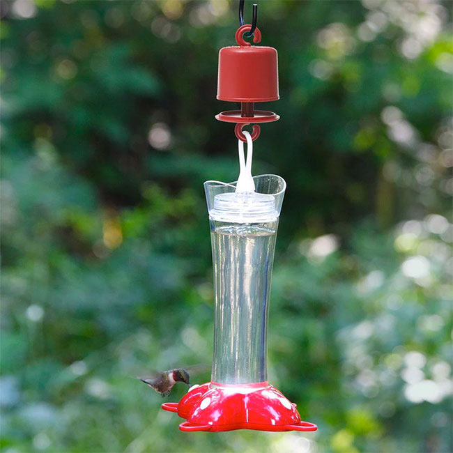 Comment empêcher les fourmis d'entrer dans la mangeoire à colibris