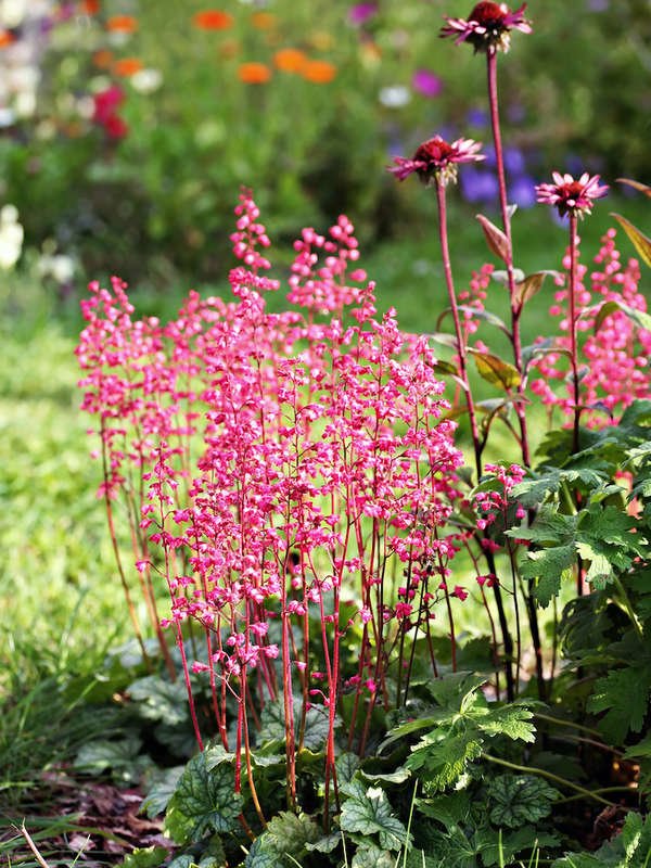 Clochettes de corail rose dans le jardin