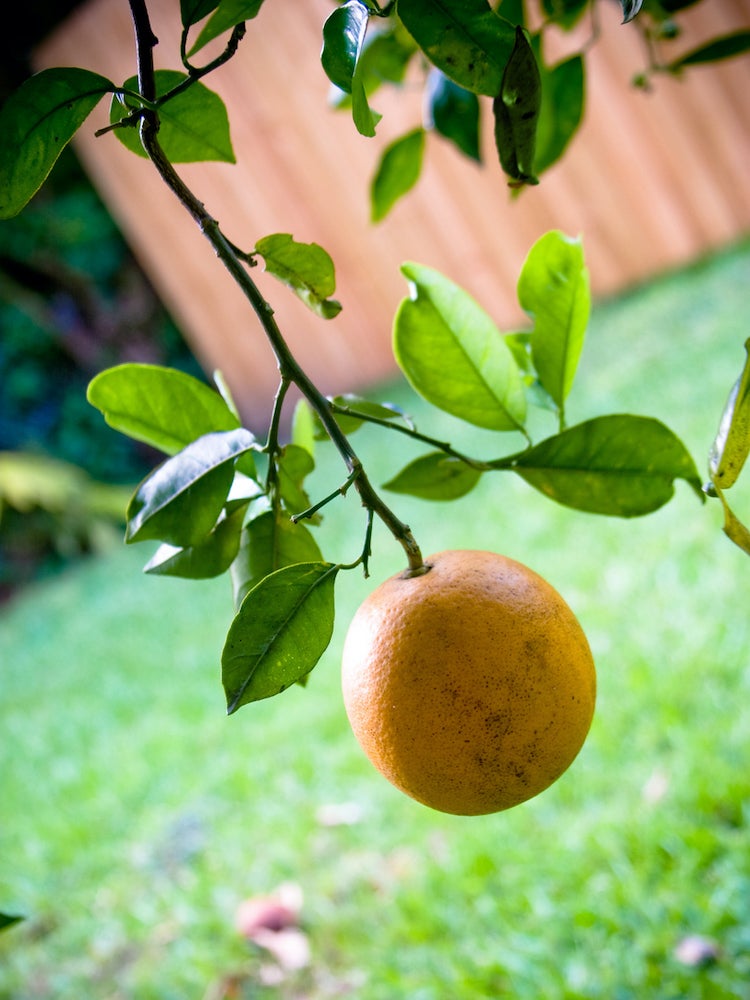 14 plantes, arbustes et arbres qui peuvent vous aider à vendre votre maison