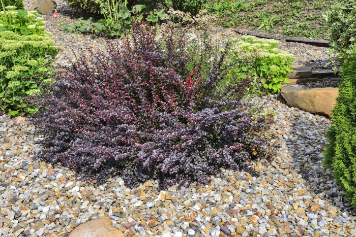 plantes envahissantes buisson nain dans un aménagement paysager rocheux