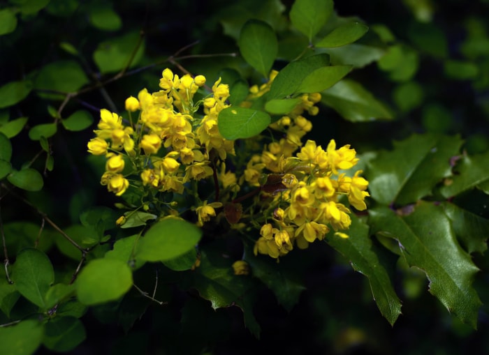 Gros plan d'un buisson de raisin de l'Oregon avec des fleurs jaunes.