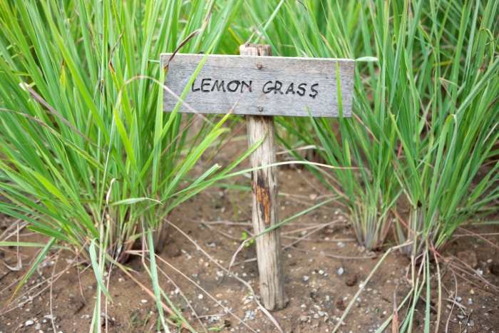 Plantes de citronnelle avec panneau