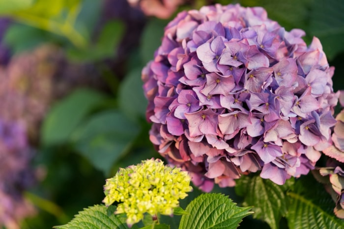 soins de l'hortensia - floraison de l'hortensia en gros plan