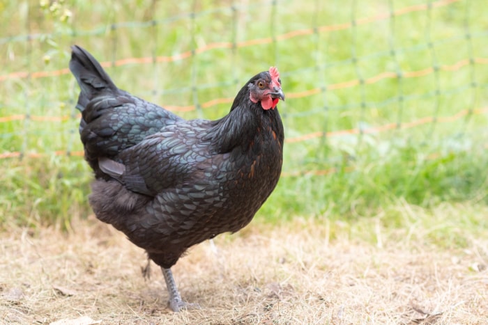 types de poulets