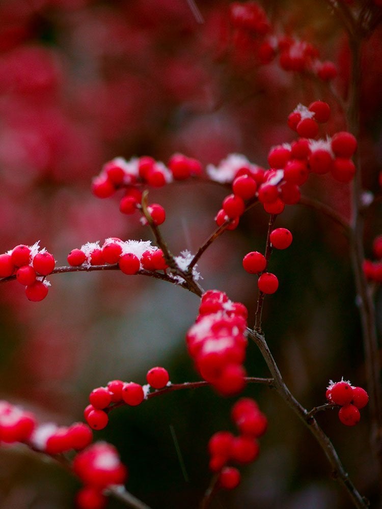 20 histoires surprenantes derrière les décorations de Noël populaires