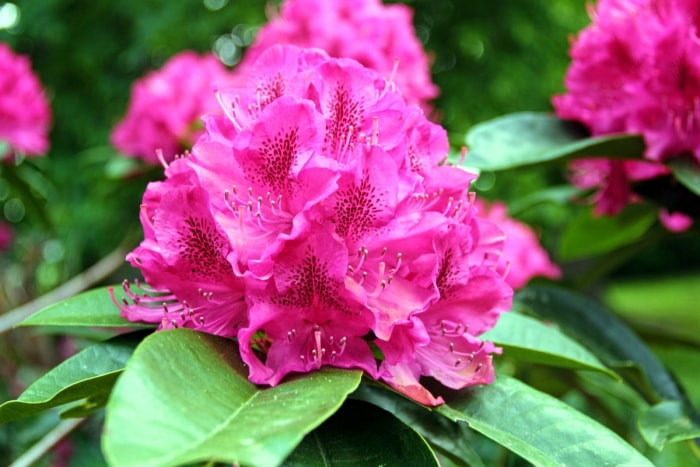 Grande grappe de fleurs roses avec des feuilles vertes.